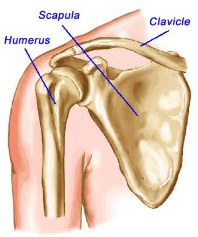 Acromioclavicular joint sprain