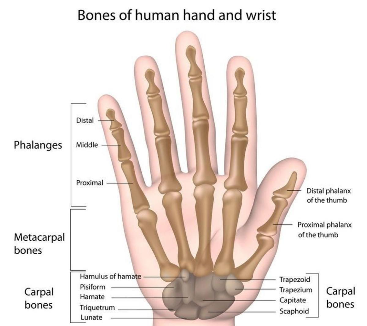 Hand fractures , broken hands, hand doctors, hand fracture care, hand fracture treatment, causes of hand fractures, hand surgeons,physical therapy services in Kenya,day care surgery services in Kenya, Nairobi spine and orthopedic centre in Kenya, Orthopedic surgeons in Kenya, trauma surgeon in Kenya, spine surgeon, back pain treatment, neck pain care in Kenya, pain management services in Kenya, pediatric orthopedics in Nairobi, emergency orthopedic services in Kenya