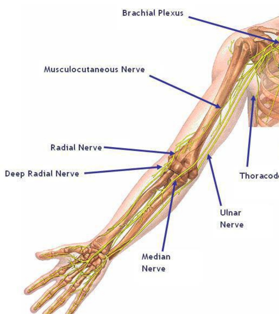 Nerve injuries, nerve injury, Causes of nerve injury, treatment of nerve injury, symptoms of nerve injury